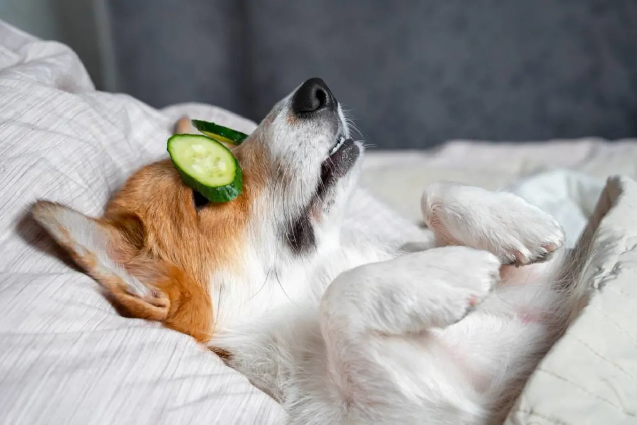 Corgi with cucumbers over eyes in plush bed